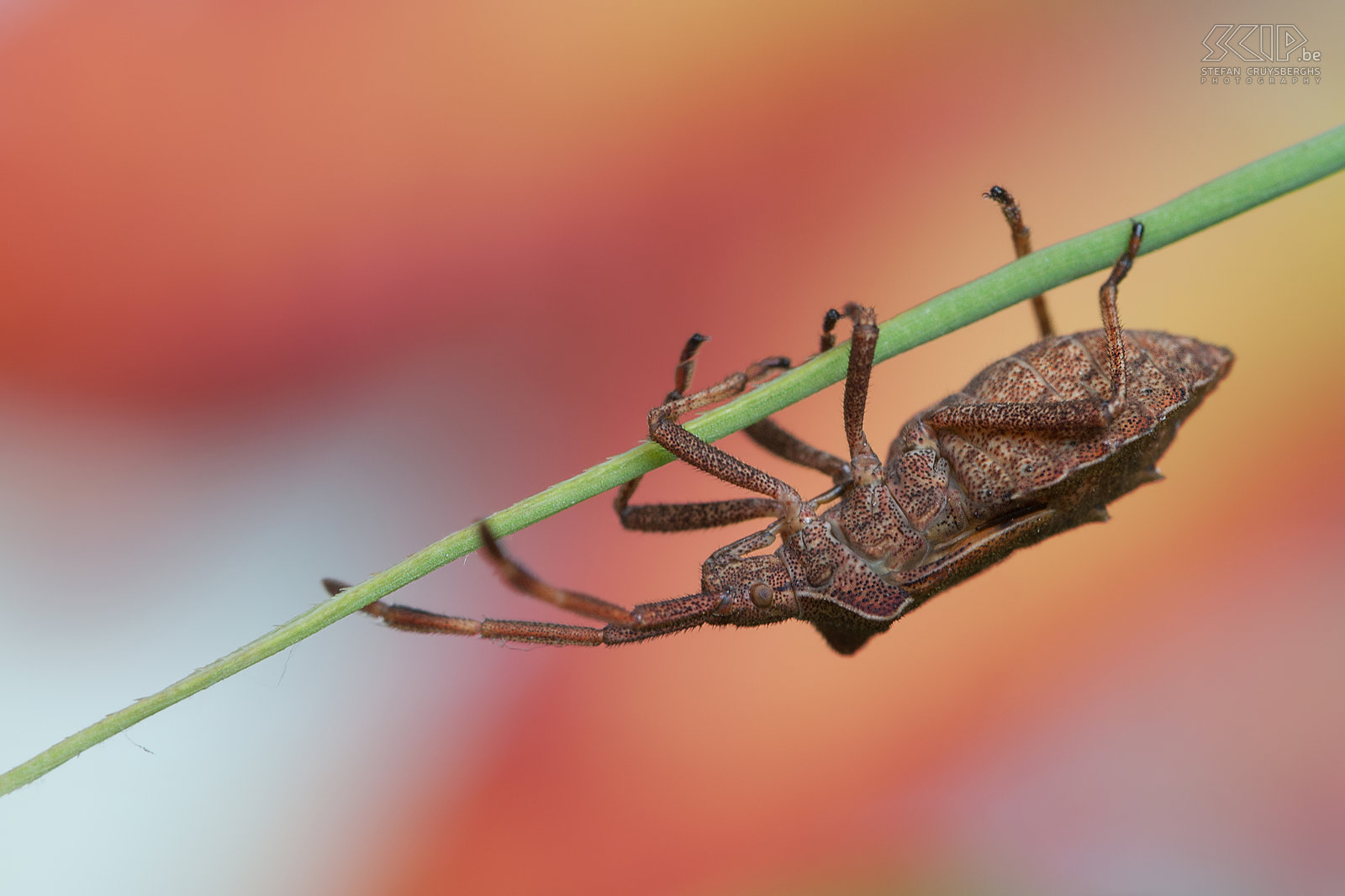 Insecten - Zuringwants Zuringwants (Dock bug, Coreus marginatus) Stefan Cruysberghs